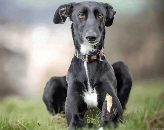 Black Lurcher Dog Paint By Numbers