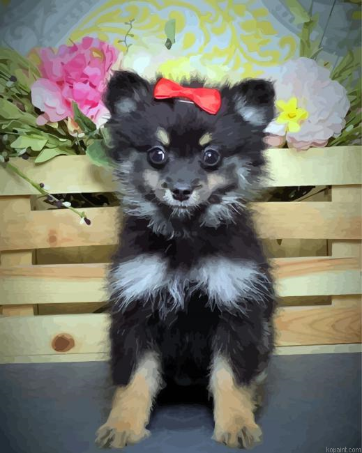 Black Maltipom Puppy Painting By Numberss.png