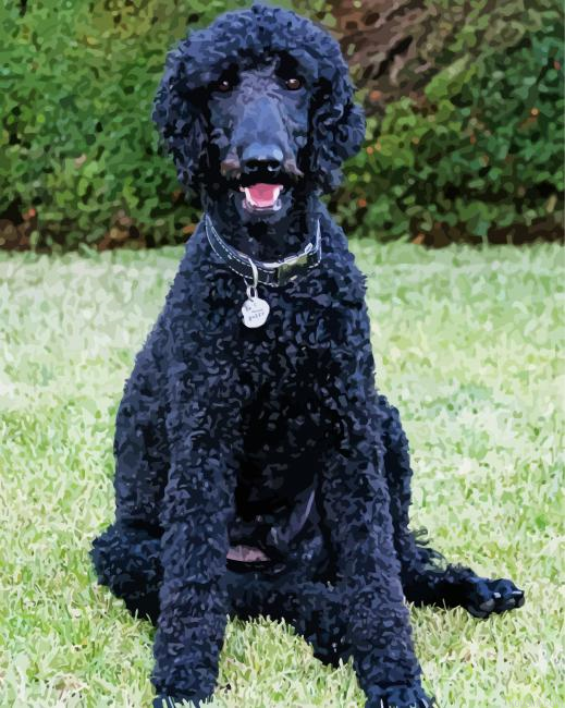 Black Poodle Dog Painting By Numberss.png