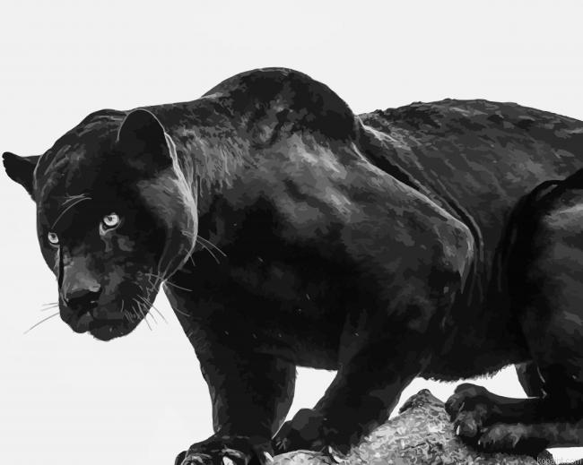 Black Puma Painting By Numberss.png