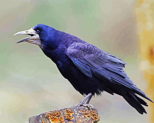 Black Robin Bird Paint By Numbers
