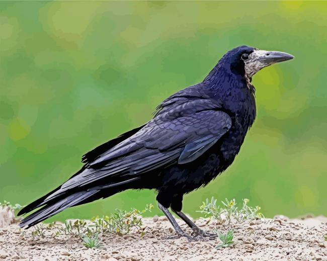 Black Rook Paint By Numbers