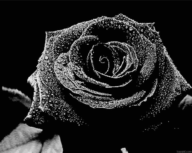Black Roses Plants Painting By Numberss.png