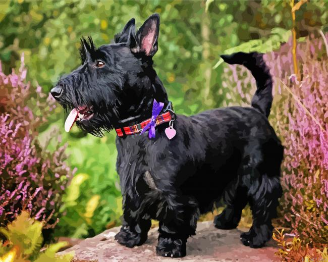 Black Scottish Terrier Painting By Numberss.png