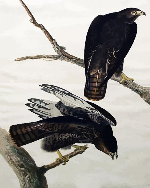 Black Warrior By John James Audubon Painting By Numberss.png