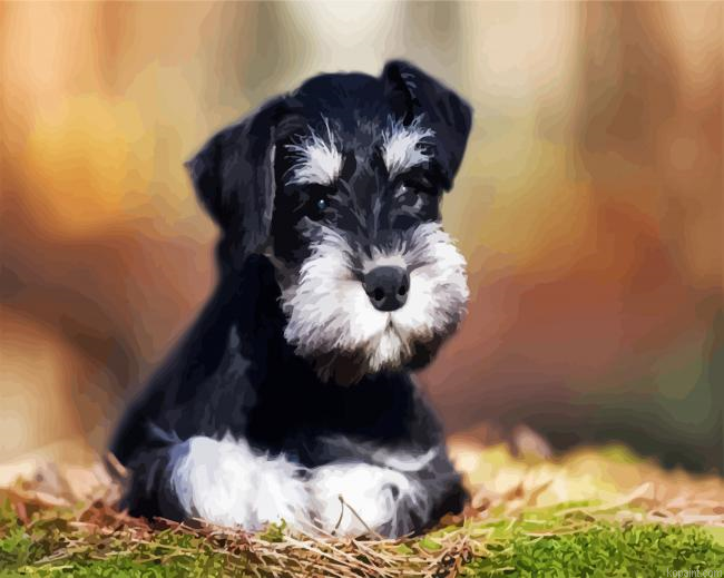 Black White Schnauzer Dog Paint by Numbers