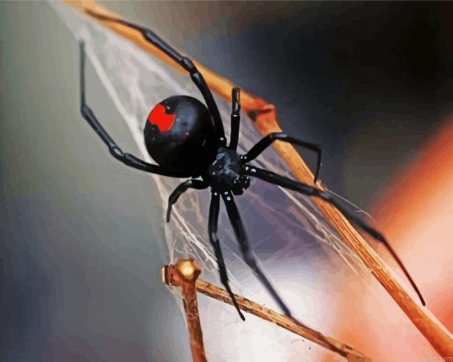 Black Widow Spider Paint By Numbers.png