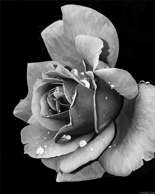 Black And White Rose New Painting By Numberss.png