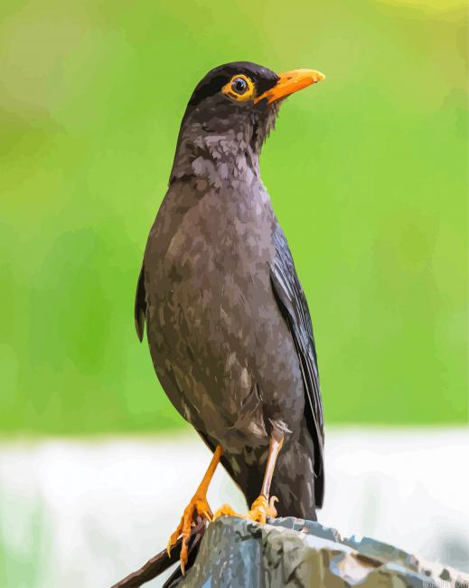 Black Bird Painting By Numberss.png