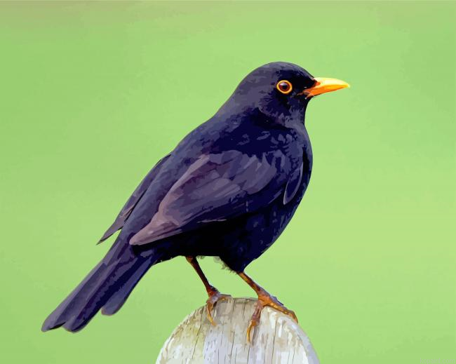Blackbird Animal Painting By Numberss.png
