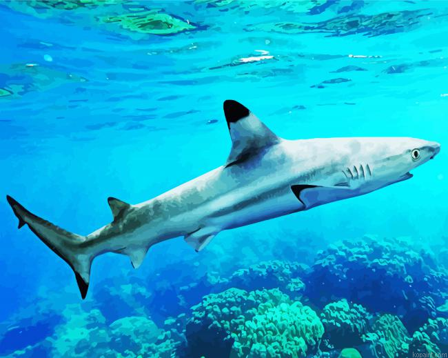 Blacktip Reef Shark Painting By Numberss.png