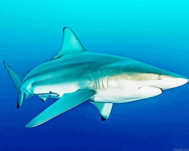 Blacktip Shark Painting By Numberss.png