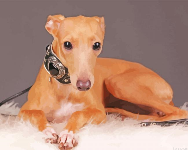 Blonde Italian Greyhound Painting By Numberss.png