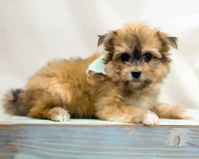 Blonde Maltipom Puppy Painting By Numberss.png