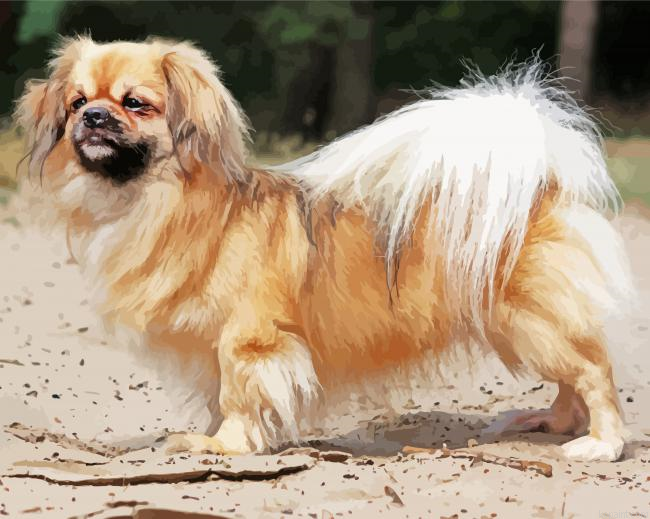 Blonde Tibetan Spaniel Painting By Numberss.png