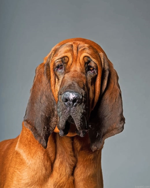 Bloodhound Dog Painting By Numberss.png