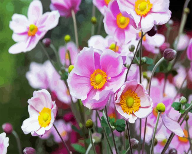 Blooming Anemones Flowers Paint By Numbers.png