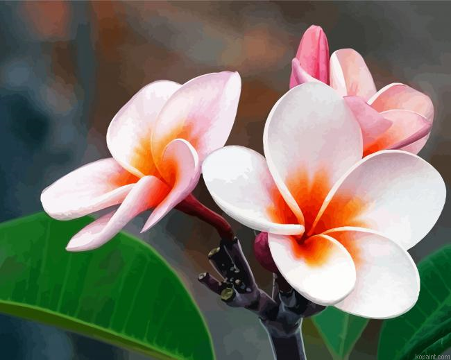 Blooming Plumeria Paint By Numbers
