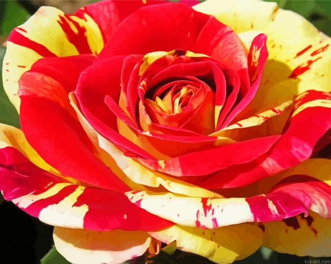 Blooming Red And Yellow Rose Painting By Numberss.png