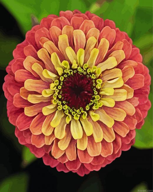 Blooming Zinnia Painting By Numberss.png