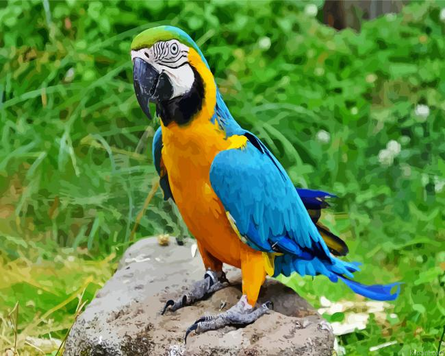 Blue And Gold Macaw Paint By Numbers.png