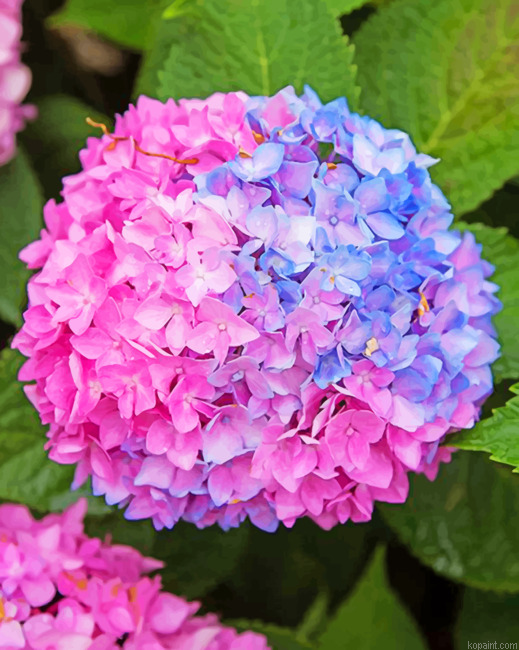 Blue And Pink Hydrangea Paint By Numbers