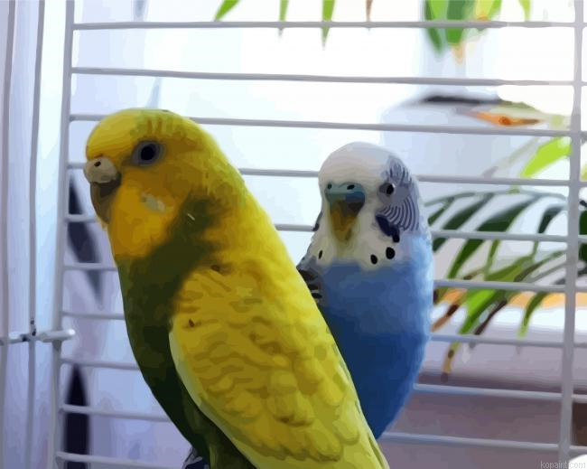 Blue And Yellow Parakeet Budgerigars Paint By Numbers.png