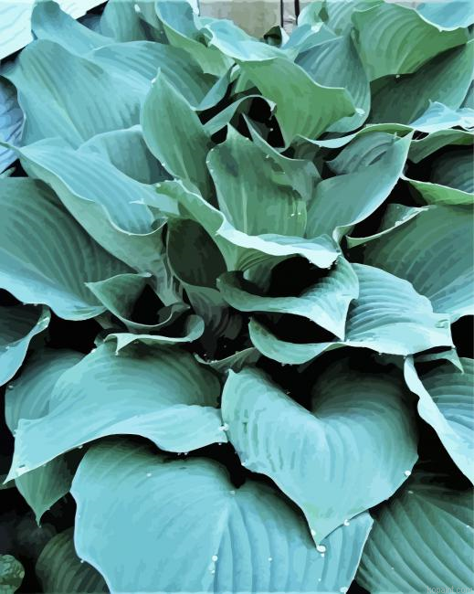 Blue Angel Hosta Painting By Numberss.png