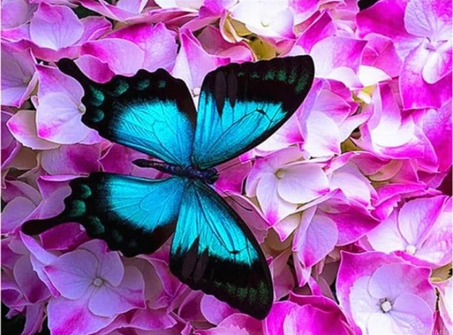 Blue Butterfly On Roses Animals Painting By Numberss.png