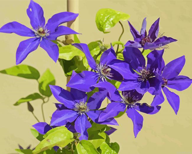 Blue Clematis Flowering Plants Paint By Numbers