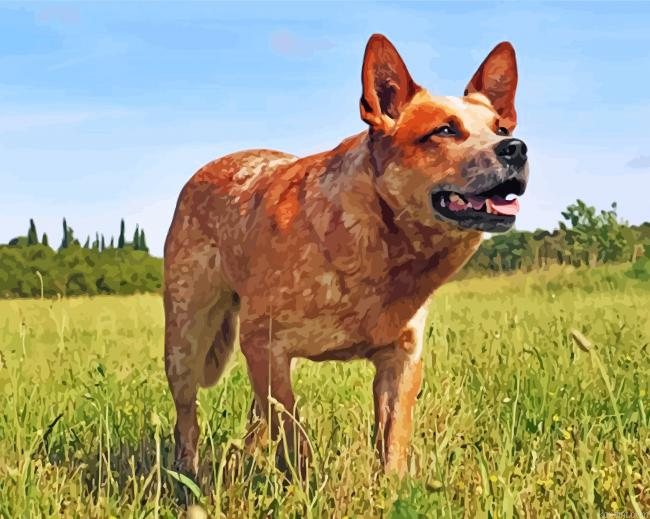 Blue Heeler Painting By Numberss.png