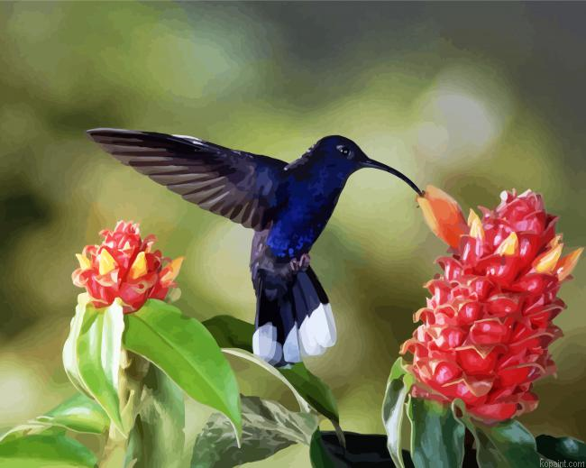 Blue Hummingbird Painting By Numberss.png
