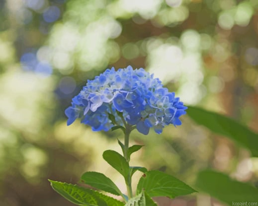 Blue Hydrangea Flower Painting By Numberss.png