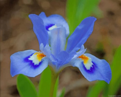 Blue Iris Flower Painting By Numberss.png
