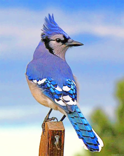 Blue Jay Bird New Painting By Numberss.png