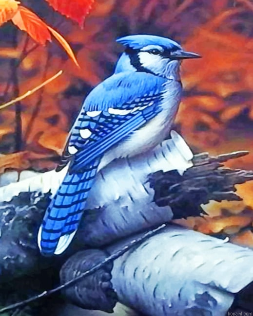 Blue Jay Birds Painting By Numberss.png
