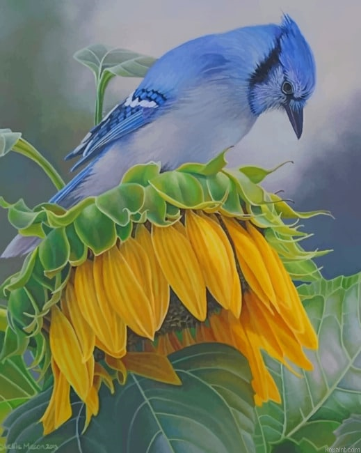 Blue Jay On A Sunflower New Painting By Numberss.png