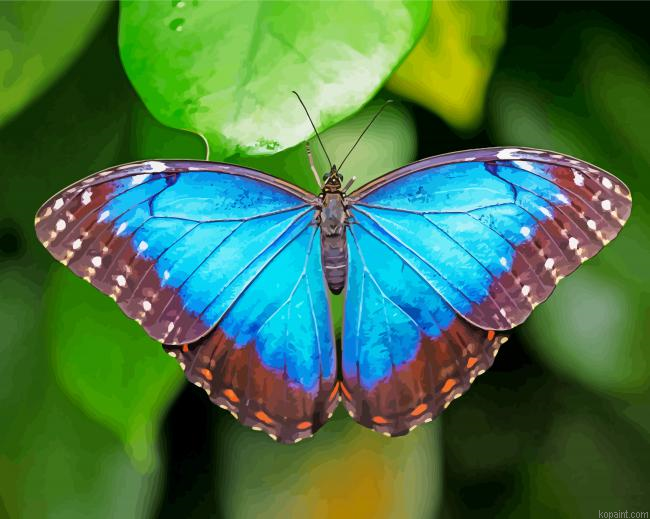 Blue Morpho Butterfly Painting By Numberss.png