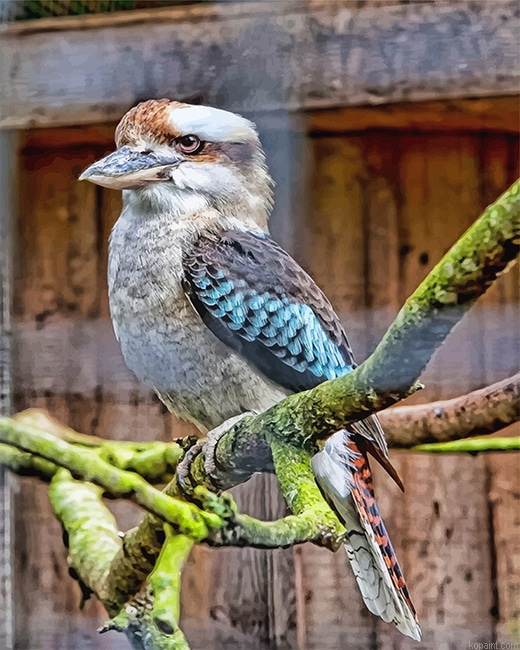 Blue Winged Kookaburra Painting By Numberss.png
