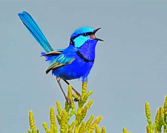 Blue Wren Painting By Numberss.png