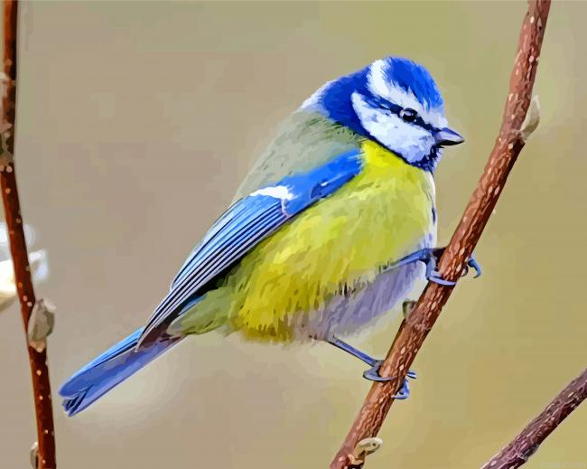 Blue tit Bird Holding On a Branch Paint By Numbers