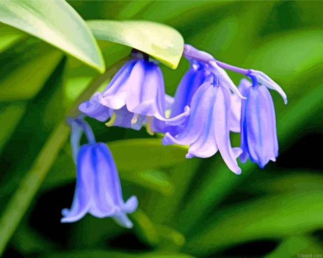 Bluebell Flowers Painting By Numberss.png