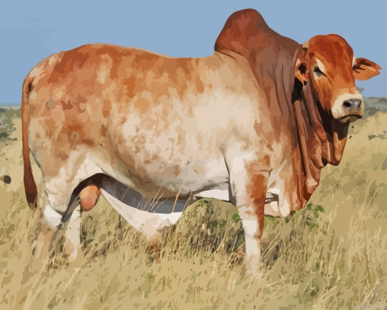 Boran Cattle Painting By Numberss.png
