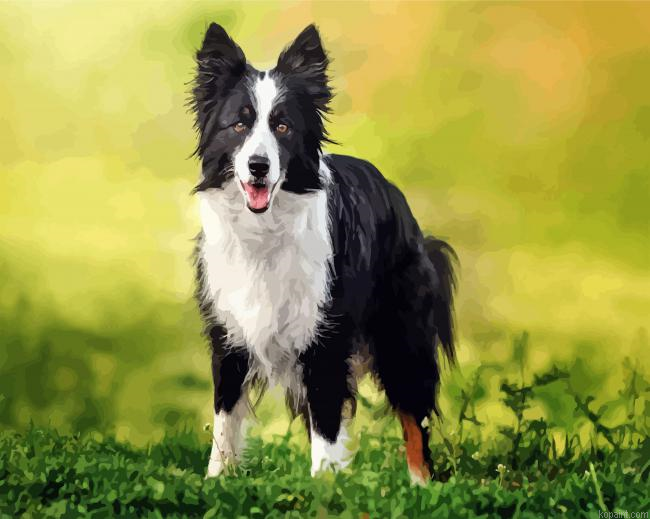 Border Collie Dog Painting By Numberss.png