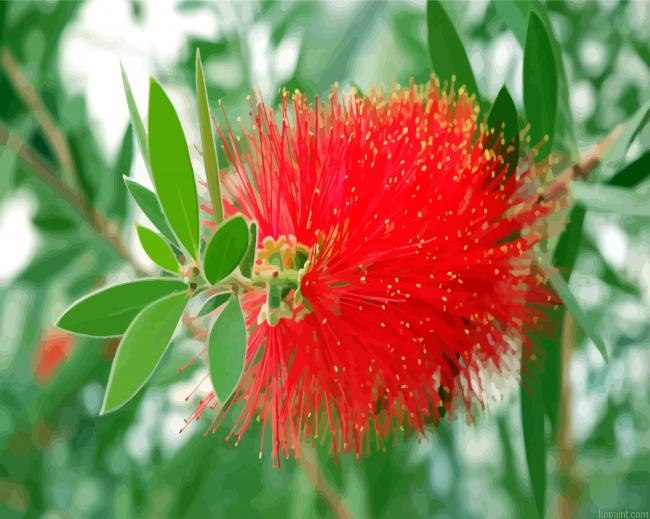 Bottlebrushes Flower Painting By Numberss.png