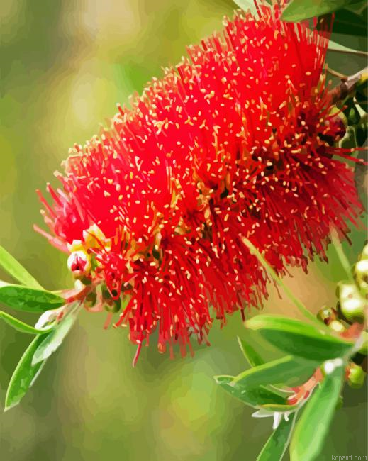 Bottlebrushes Flower Plant Painting By Numberss.png