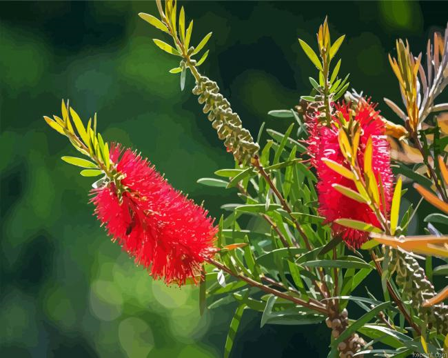 Bottlebrushes Flowers Paint By Numbers.png
