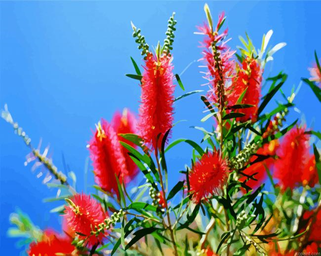 Bottlebrushes Paint By Numbers.png