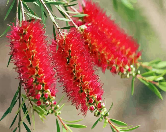 Bottlebrushes Painting By Numberss.png