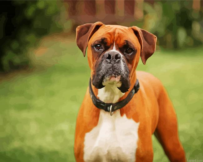 Boxer Breed Painting By Numberss.png